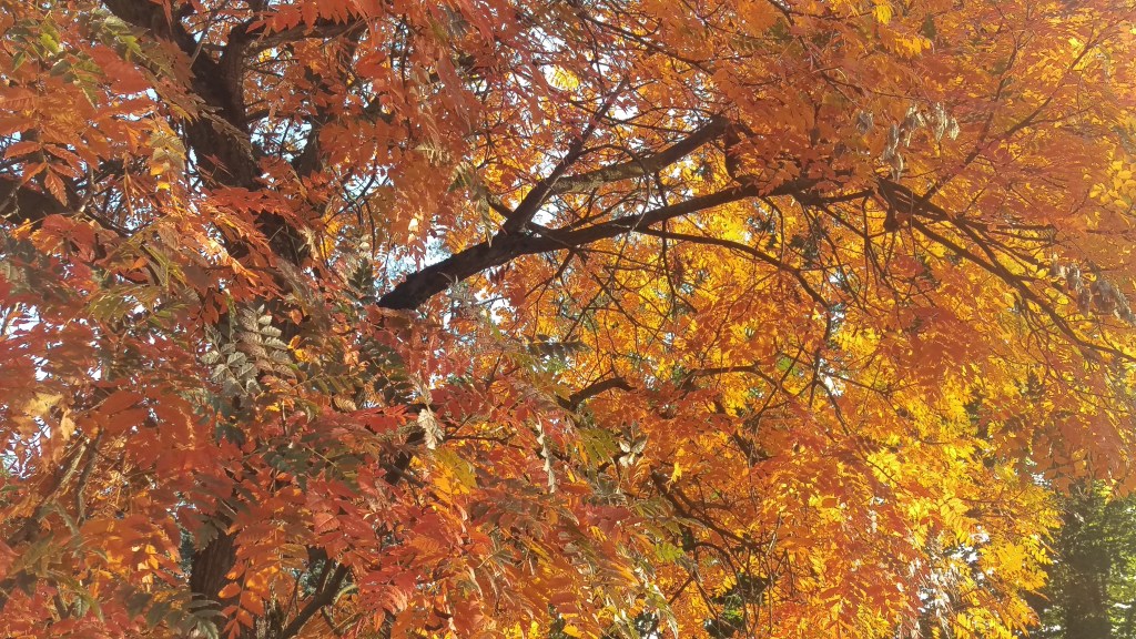 Le Safari Cinéphile